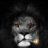 $Black$Lion$