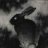 Blackrabbit10